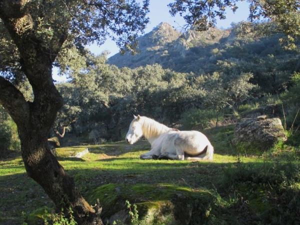 Rural accommodation with pool in Spain, sleeps 2