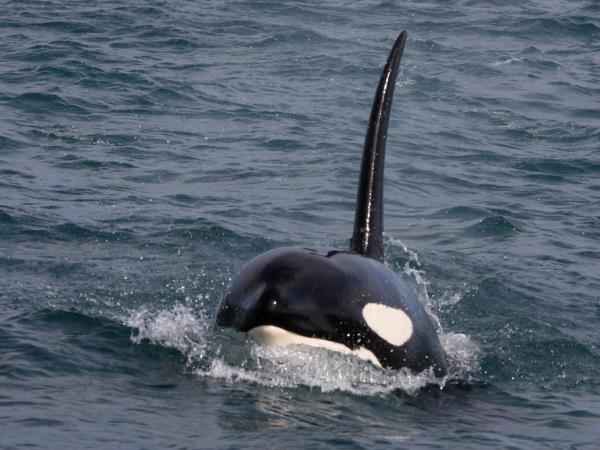 Iceland fly drive vacation, orcas & auroras