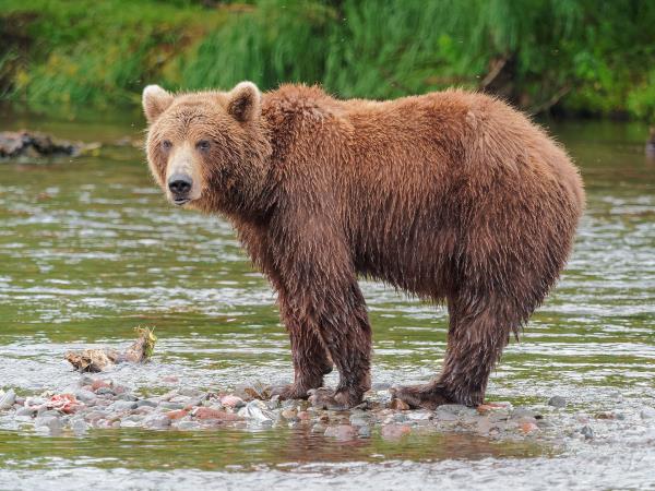 Kamchatka bear watching vacation