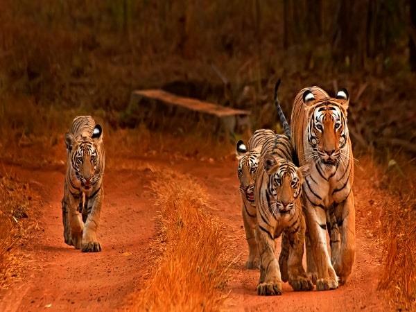 India Golden Triangle and tiger safari vacation