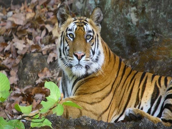 Wildlife tour of India
