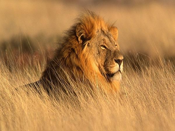Wildlife tour of India