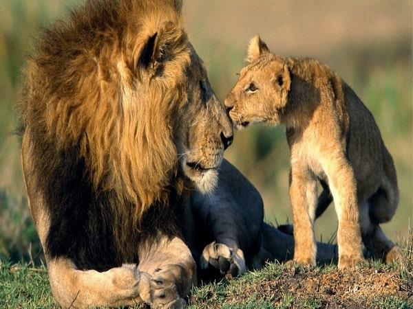 Wildlife tour of India