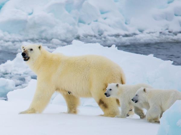 10 Day Introduction to Spitsbergen vacation