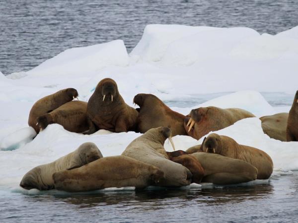 10 Day Introduction to Spitsbergen vacation