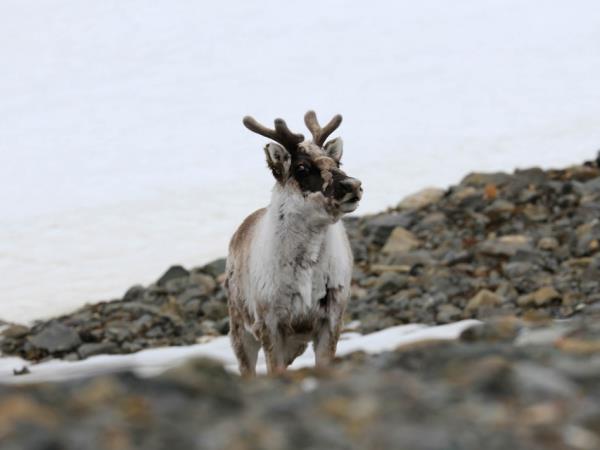 Highlights of Spitsbergen vacation