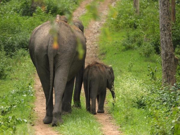 Karnataka tailormade vacation, India