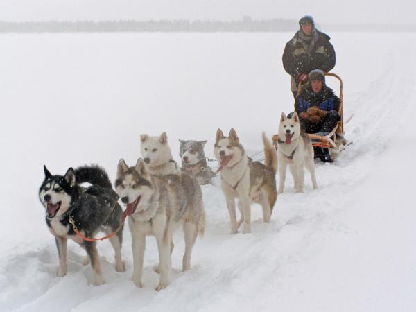 Husky safari in the Finnish wilderness