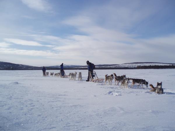 Husky safari in the Finnish wilderness