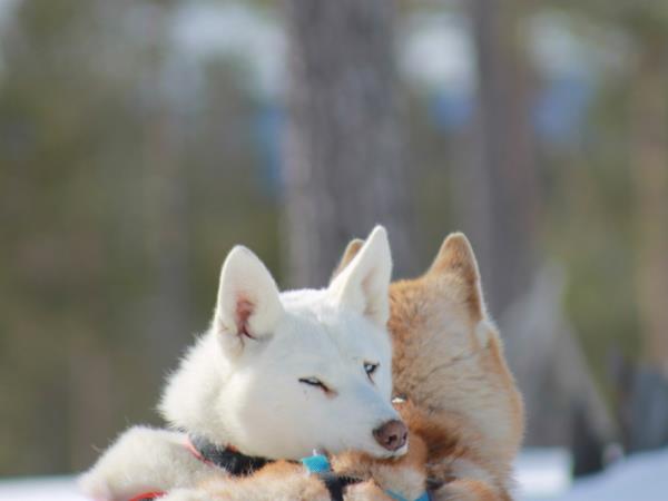 Husky safari in the Finnish wilderness