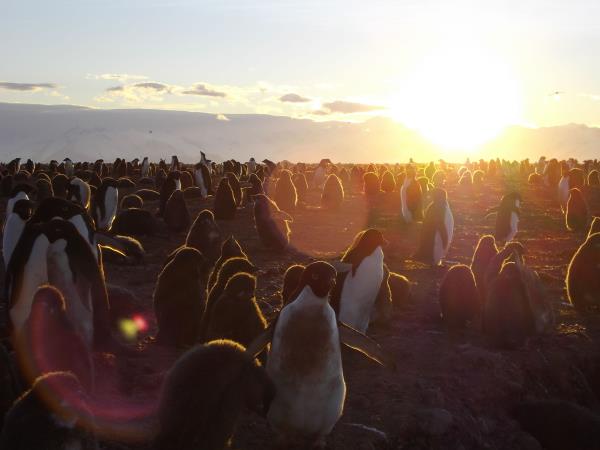 Antarctica and New Zealand Subantarctic Islands cruise