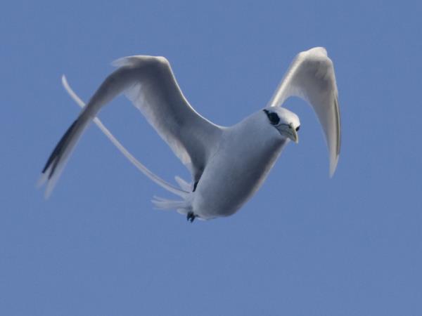 Melanesia birdwatching vacation