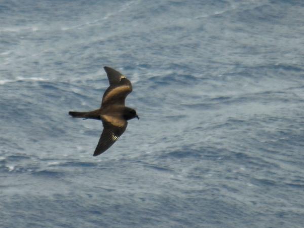 Melanesia birdwatching vacation