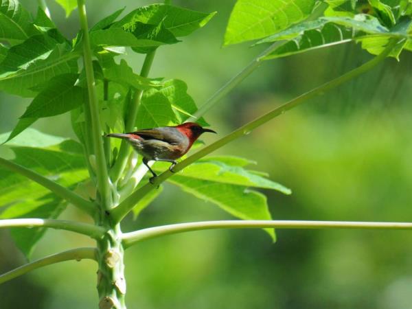 Melanesia birdwatching vacation