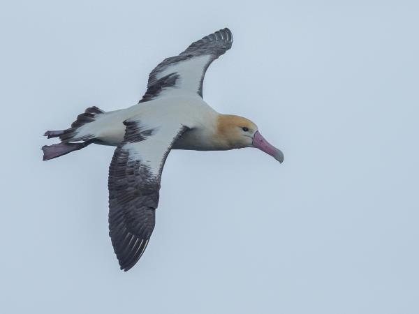 Melanesia birdwatching vacation