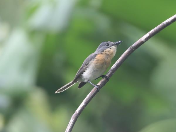 Melanesia birdwatching vacation