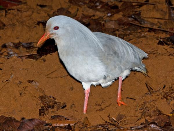 Melanesia birdwatching vacation