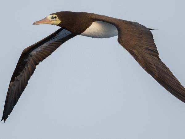 Melanesia birdwatching vacation