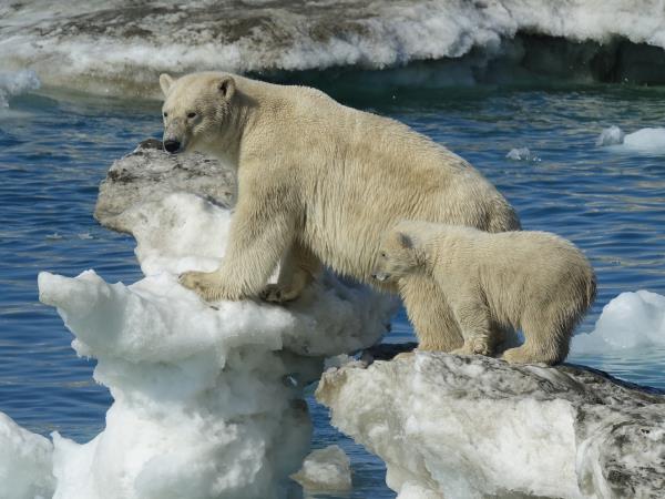 Chukotka and Wrangel Island cruise, Russia