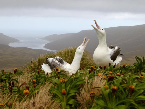 Wildlife Cruise of New Zealand Subantarctic Islands
