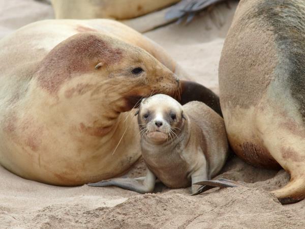 Wildlife Cruise of New Zealand Subantarctic Islands