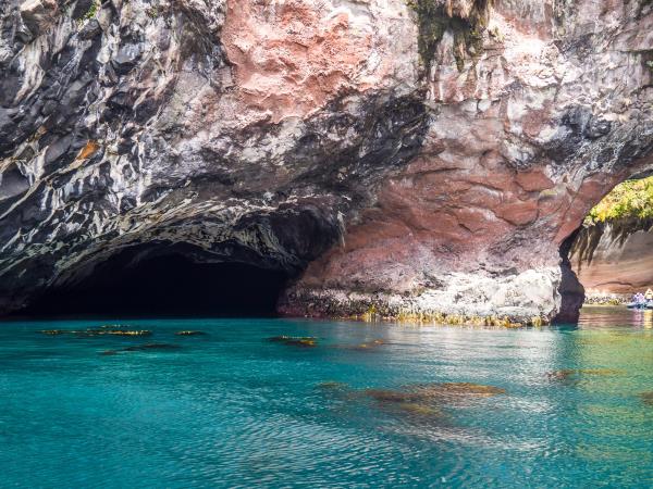 Wildlife Cruise of New Zealand Subantarctic Islands