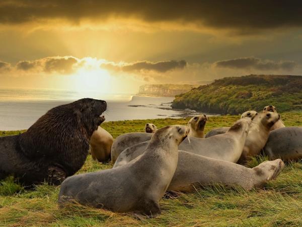 Wildlife Cruise of New Zealand Subantarctic Islands