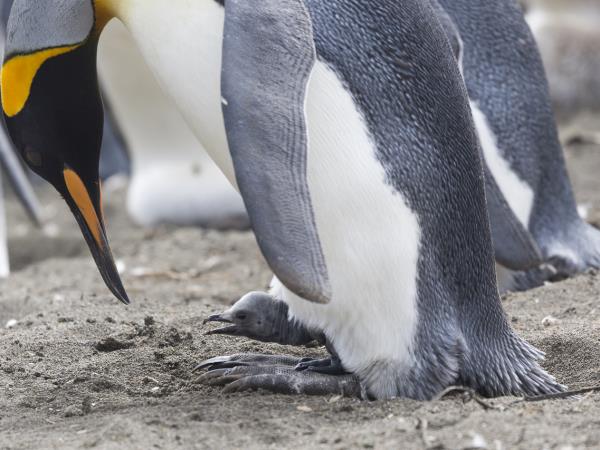 New Zealands Subantarctic Islands cruise