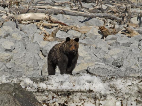 Sea of Okhotsk wildlife cruise, Russia
