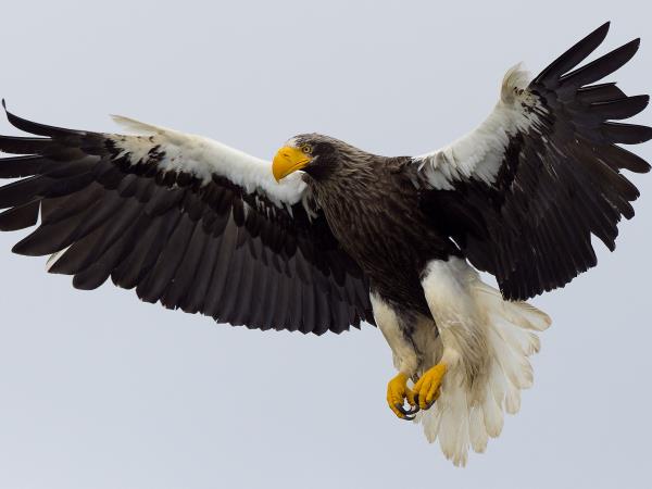 Kamchatka wildlife and bird watching cruise, Russia