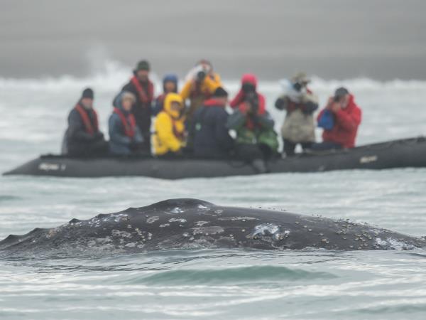 Kamchatka wildlife and bird watching cruise, Russia
