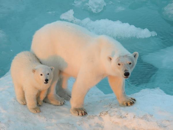 Chukotka and Wrangel Island wildlife cruises, Russia