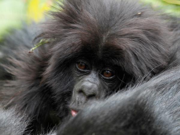 Uganda primate safari and wildlife vacation