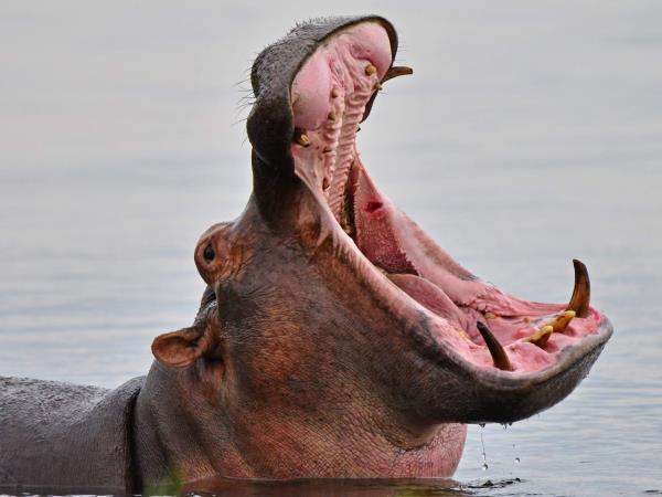 Uganda primate safari and wildlife vacation