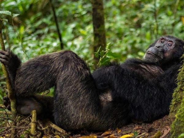 Uganda primate safari and wildlife vacation