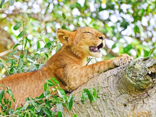 Uganda primate safari and wildlife vacation