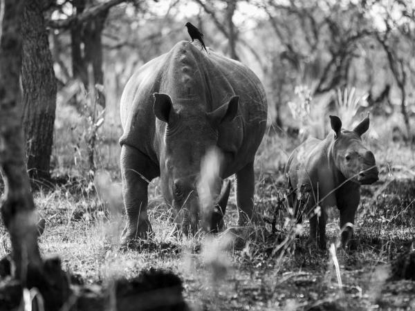 Uganda primate safari and wildlife vacation