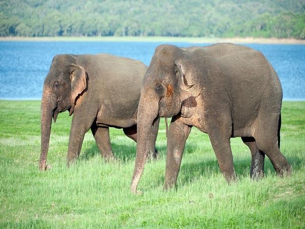 Sri Lanka food and culture tour, 11 days 