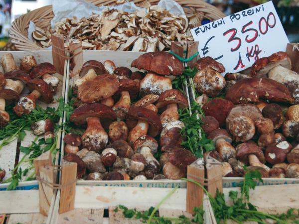 Piedmont walking holiday, self guided