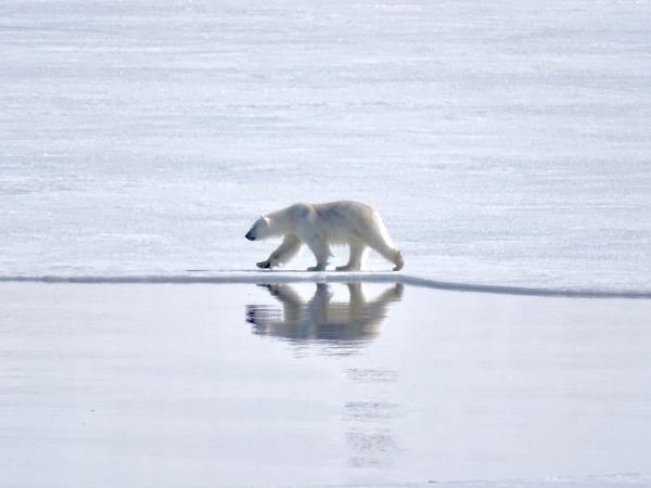 Svalbard wildlife cruise