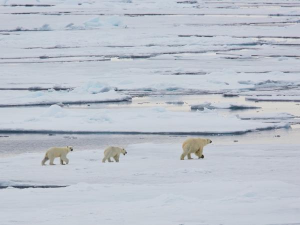 Svalbard wildlife cruise