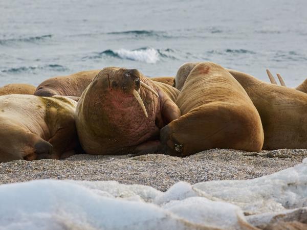 Svalbard wildlife cruise