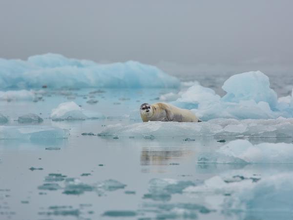 Svalbard wildlife cruise