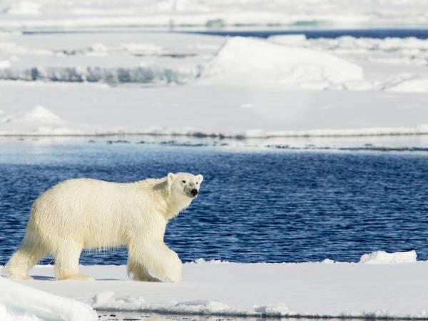 Spitsbergen Summer vacation on Svalbard