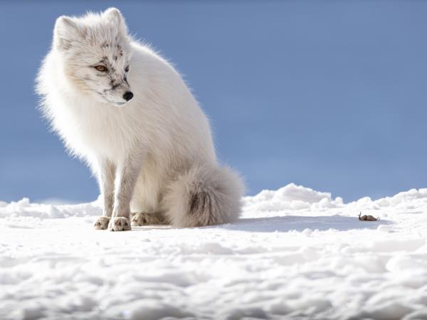 Spitsbergen Summer vacation on Svalbard