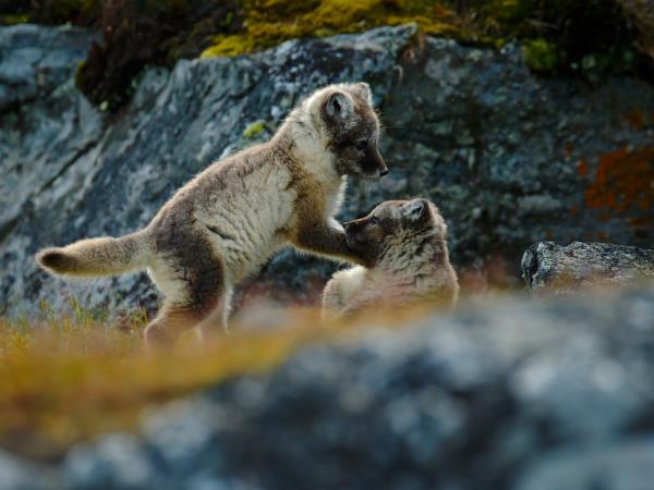 Spitsbergen Summer vacation on Svalbard