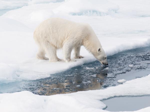 Svalbard in depth cruise