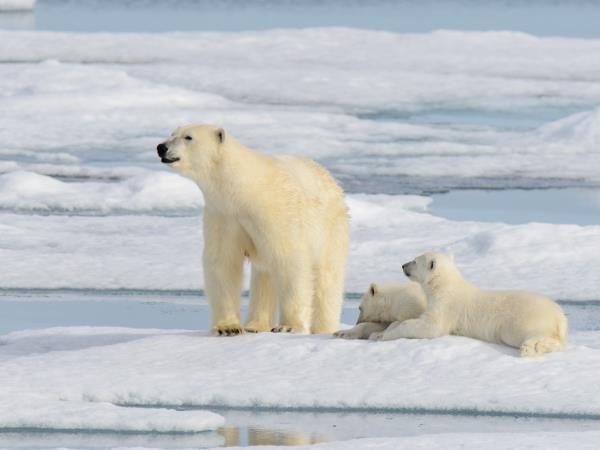 Svalbard in depth cruise