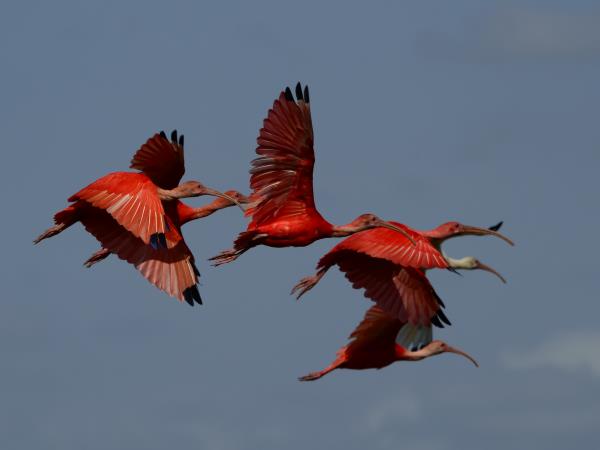 Venezuela birding tour, tailor made