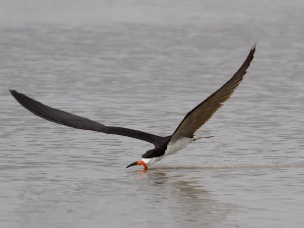 Venezuela birding tour, tailor made